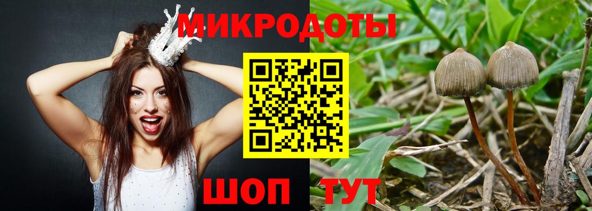 Псилоцибиновые грибы Psilocybe Лабытнанги